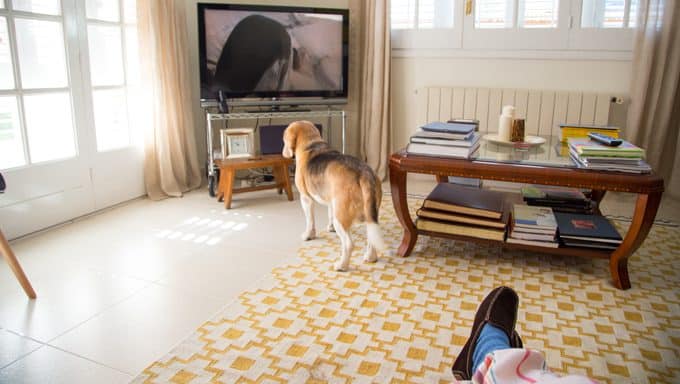 dog training