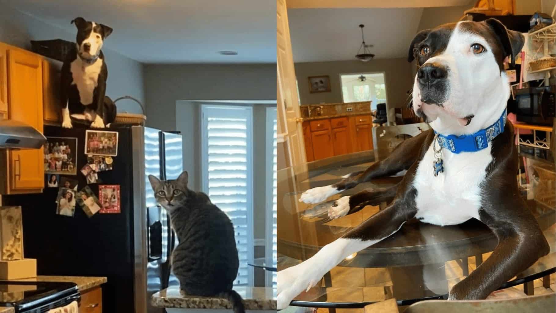 dog stories