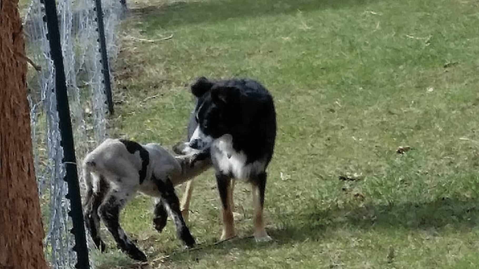 dog stories