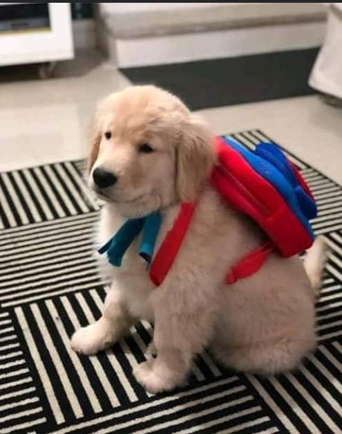 dog kennel training