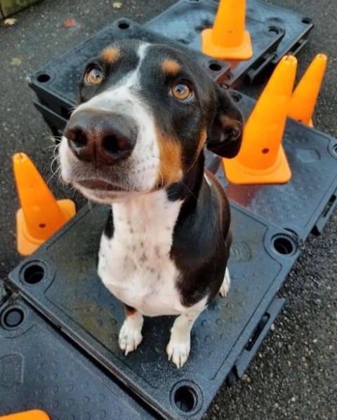 dog toilet training