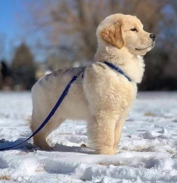 dog training aids