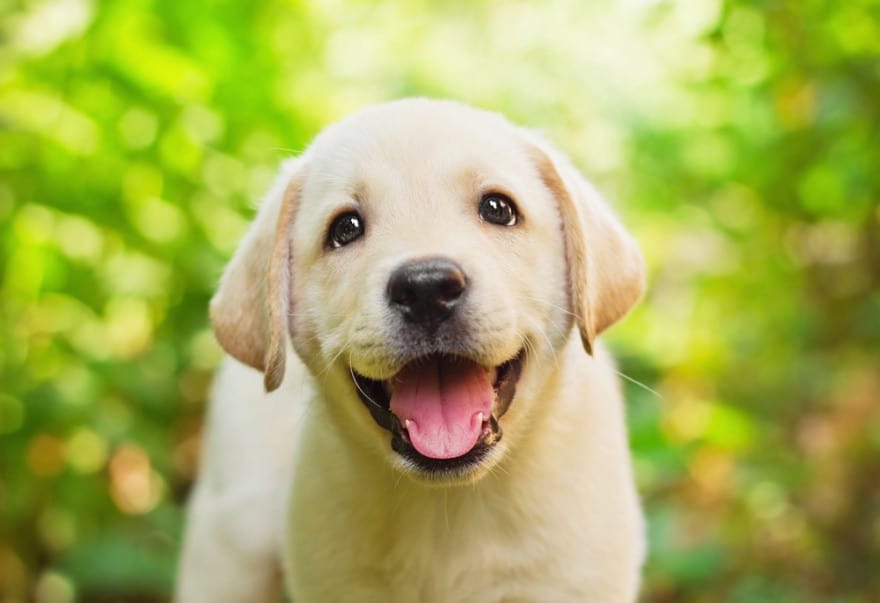 dog food