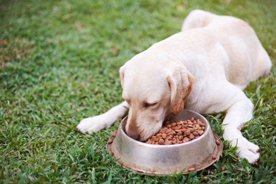 dog food