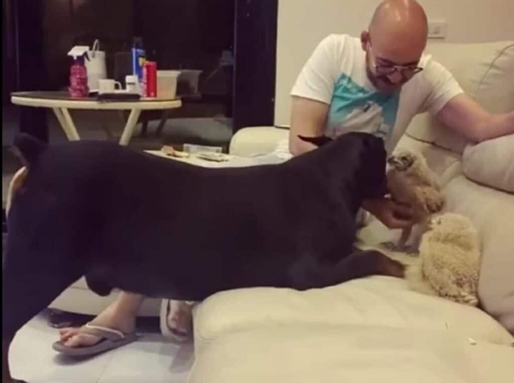 Jealous Doberman Seeks Hair Moms and dad's Interest Against Two Owlets