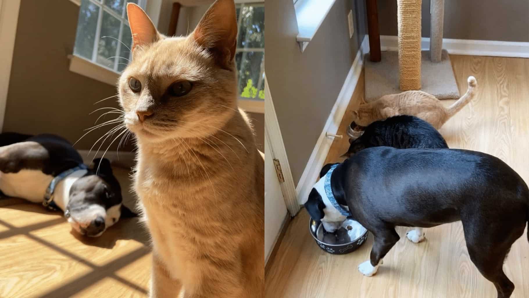 dog stories