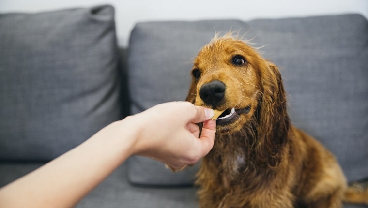 dog training