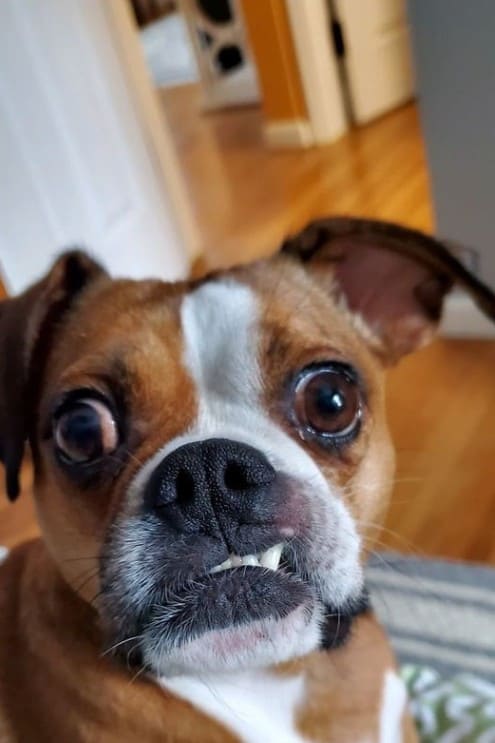 dog training book