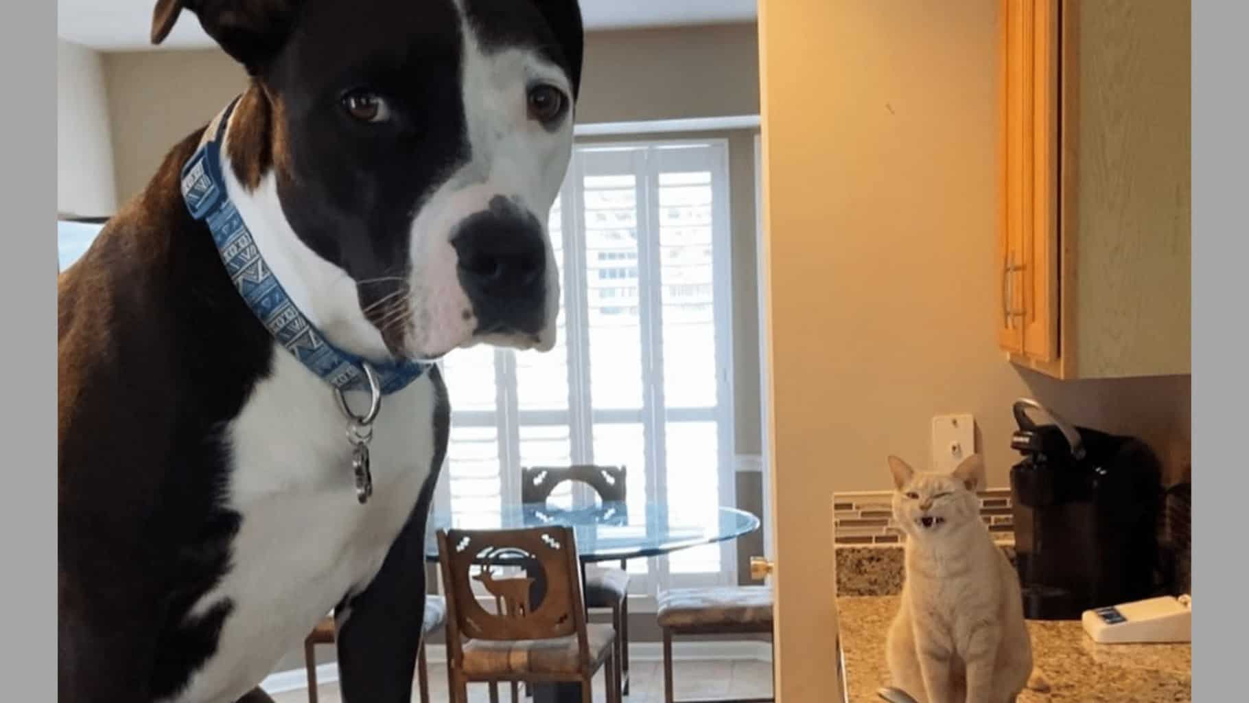 dog stories
