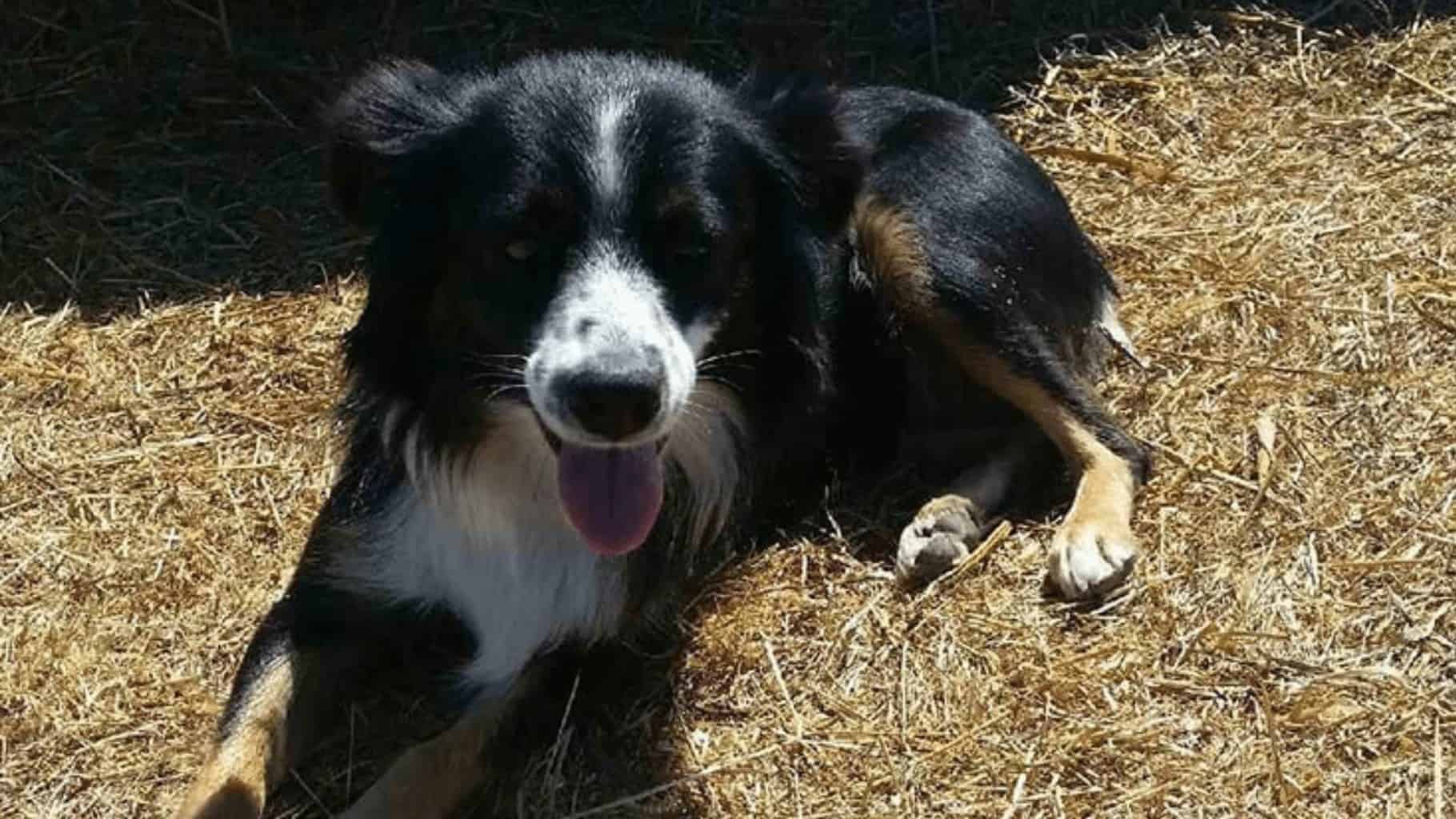dog stories