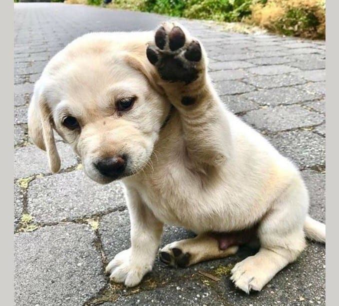 paw