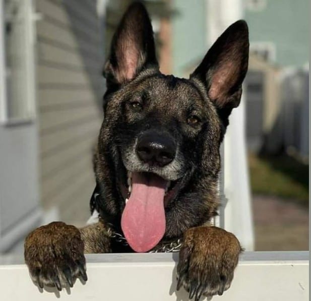 dog training