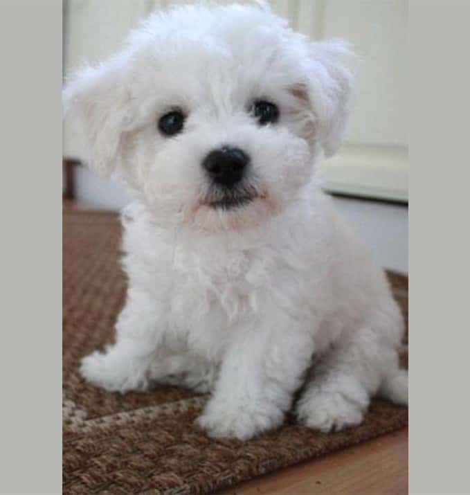 dog1