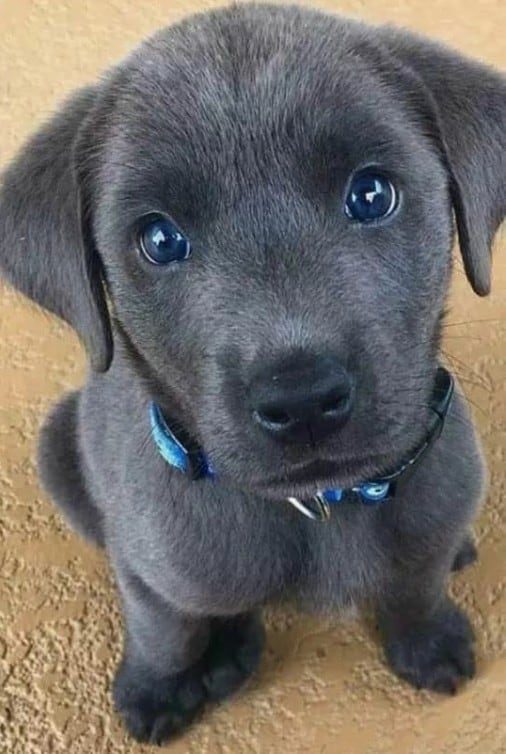 dog2
