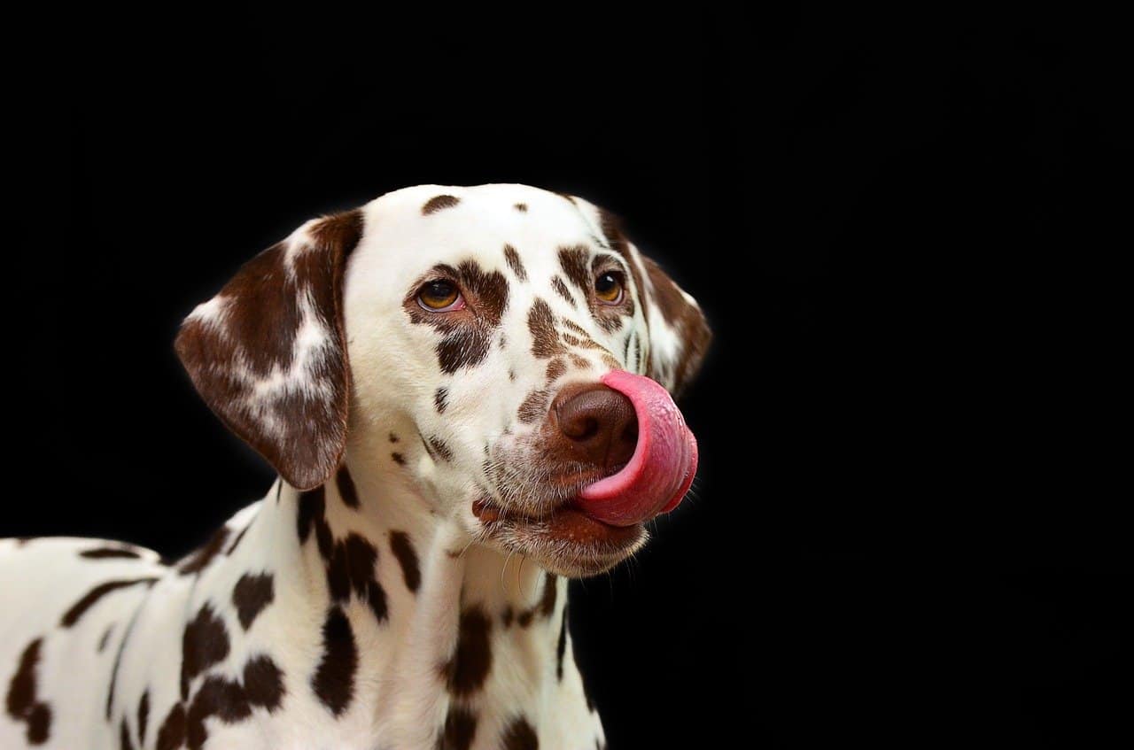 dog, dalmatians, pet