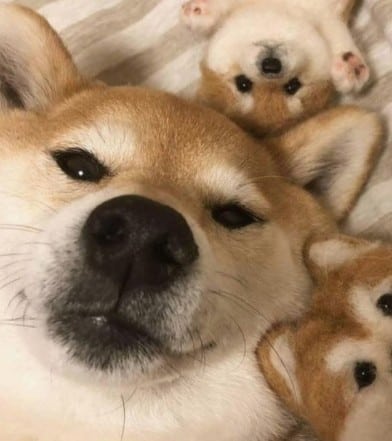 dog stories