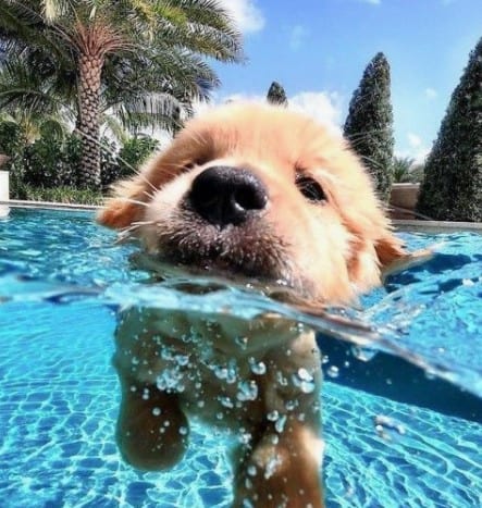 dog water