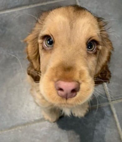 dog training
