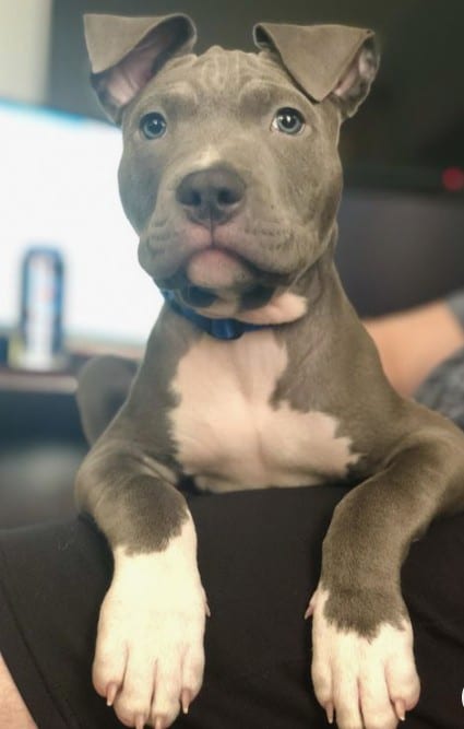 dog stories
