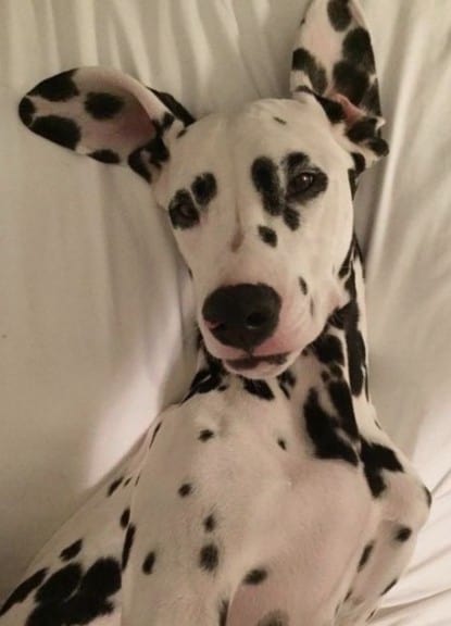 dog stories