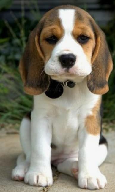 dog training aids