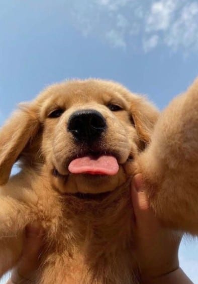dog training book