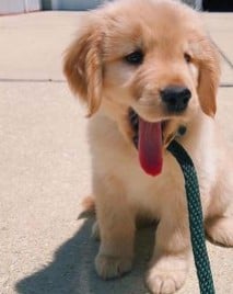 dog training