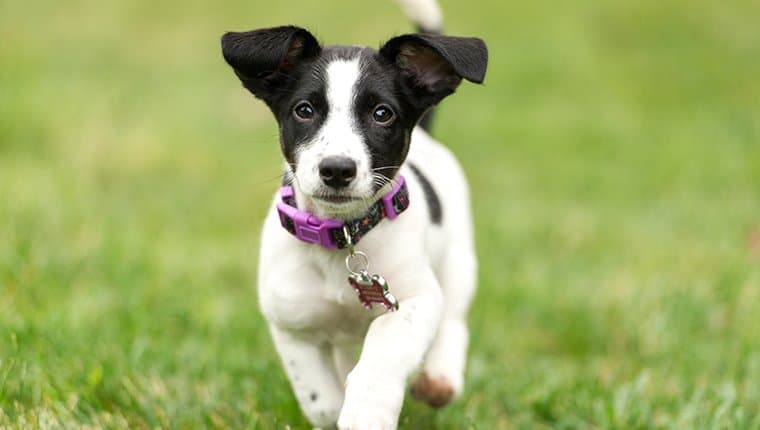 dog training