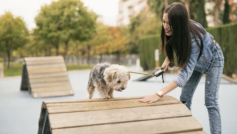 dog training