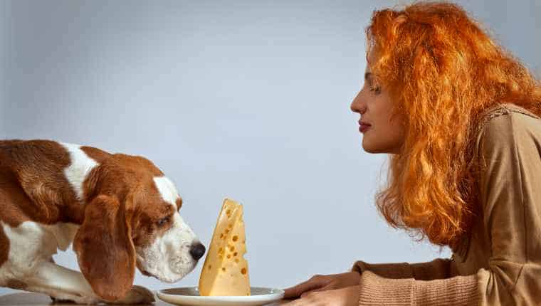 dog training
