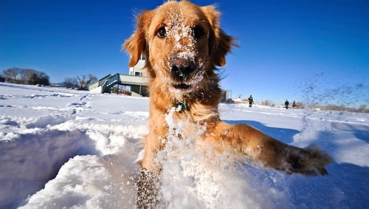 dog training