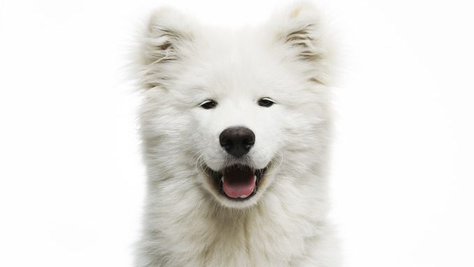 dog training