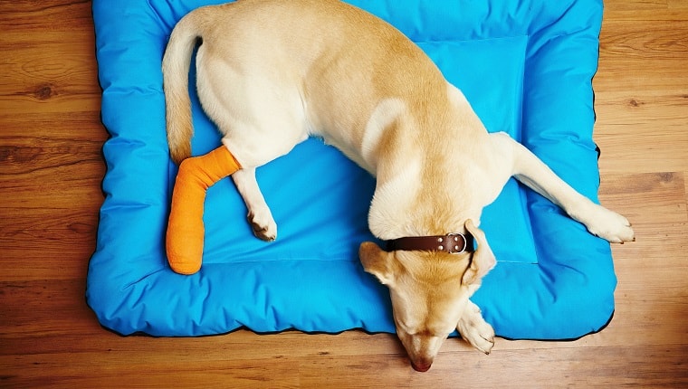dog training