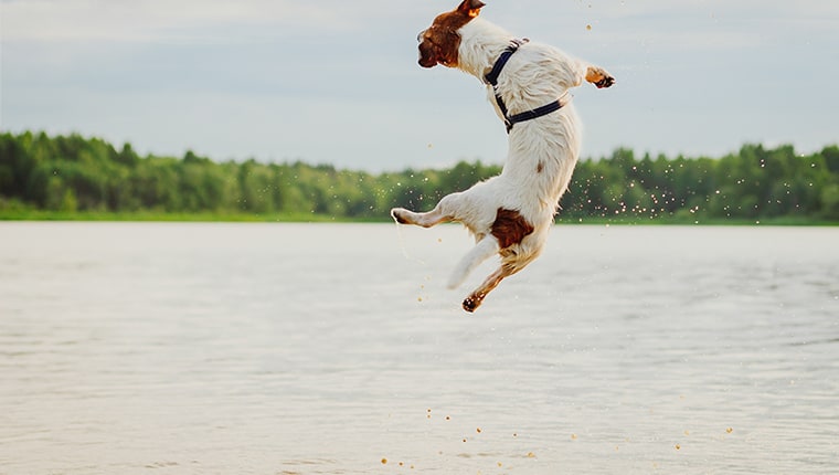 dog training