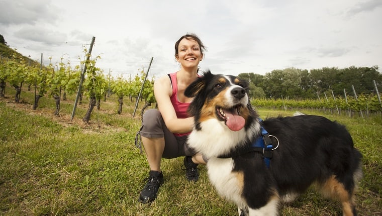 dog training