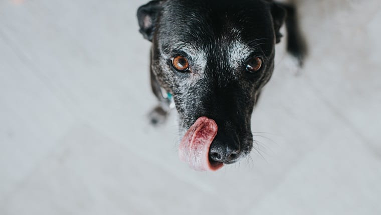 dog training