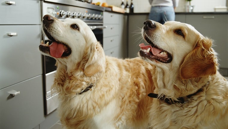 dog training