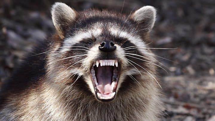 racoon