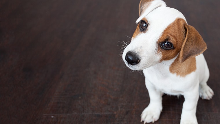 dog training