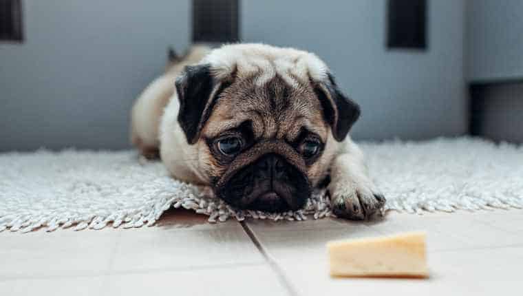 dog training