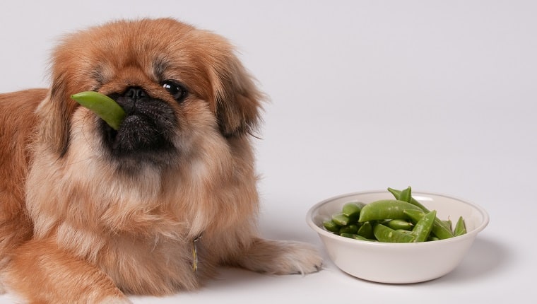 dog training