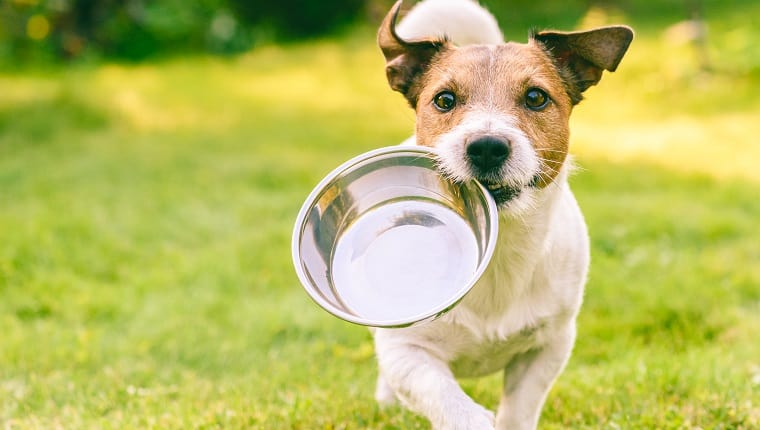 dog training