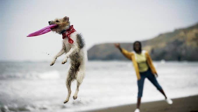 dog training