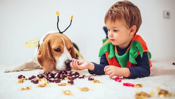 dog training