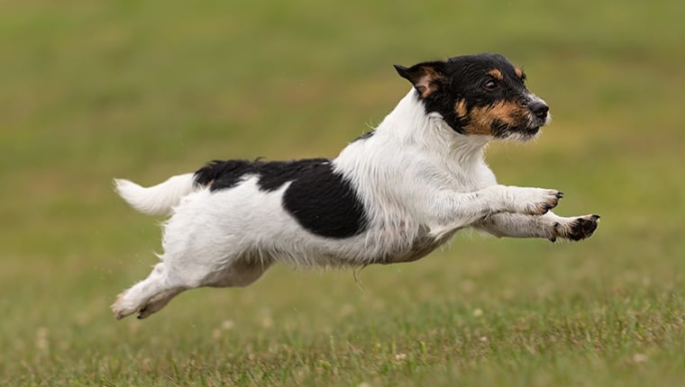 dog training