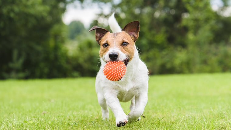 dog training