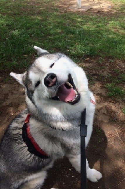 dog training