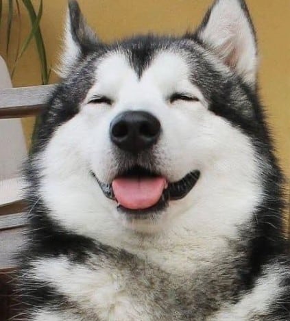 dog training