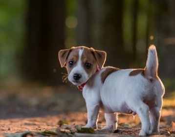 dog training