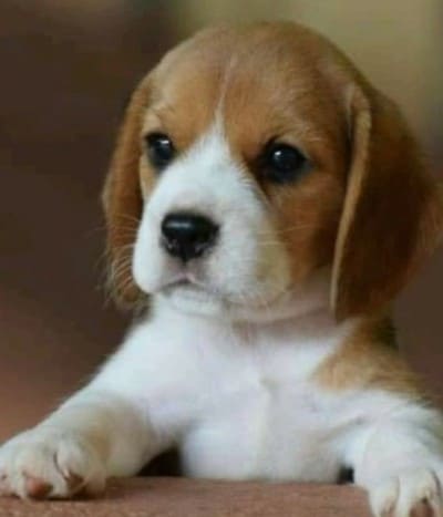 dog training